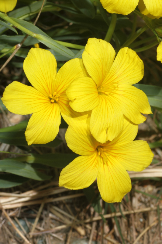 Linum campanulatum / Lino a campanelle